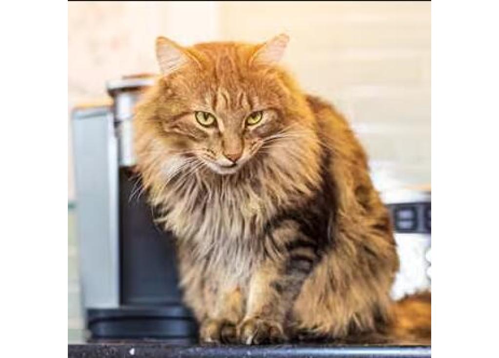 What's Behind My Cat's Weird Behaviors?